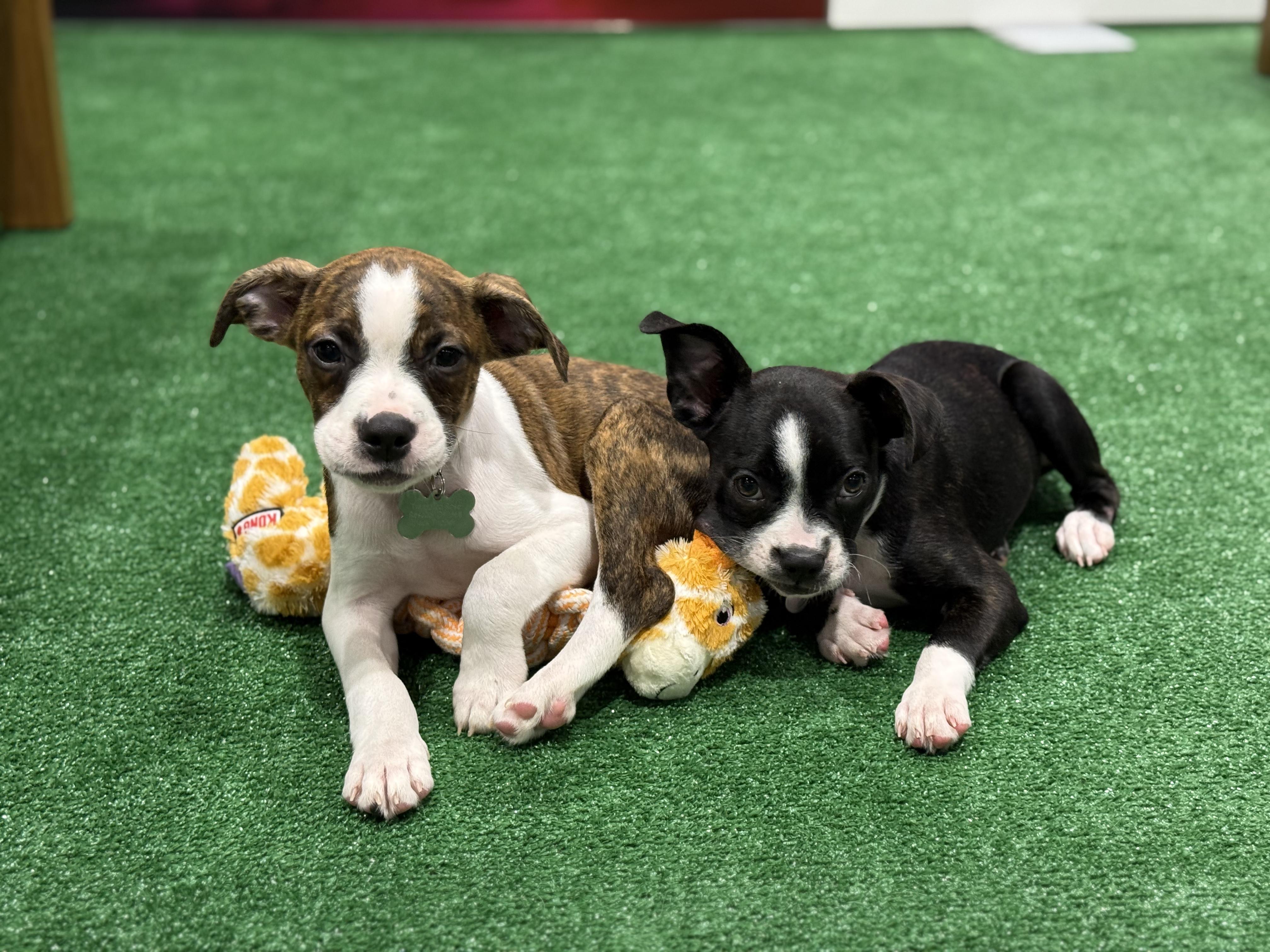 Enlarge Janet, an adopted mixed breed in New Orleans, LA image 3/6