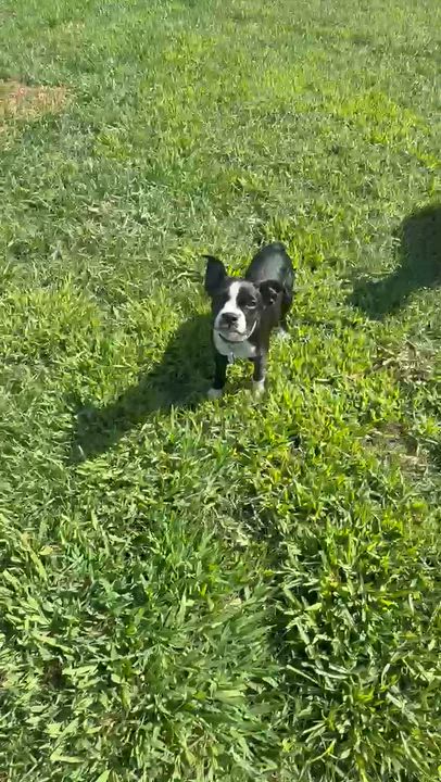 Enlarge Janet, an adopted mixed breed in New Orleans, LA video 6/6