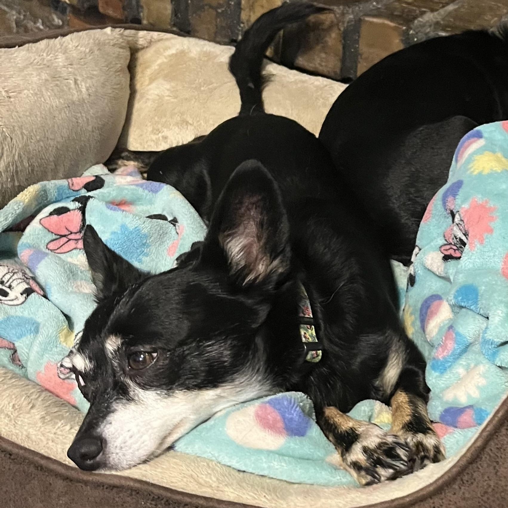 Enlarge Pumpkin and Frozen, a ADOPTABLE Chihuahua in Dallas, TX image 2/5