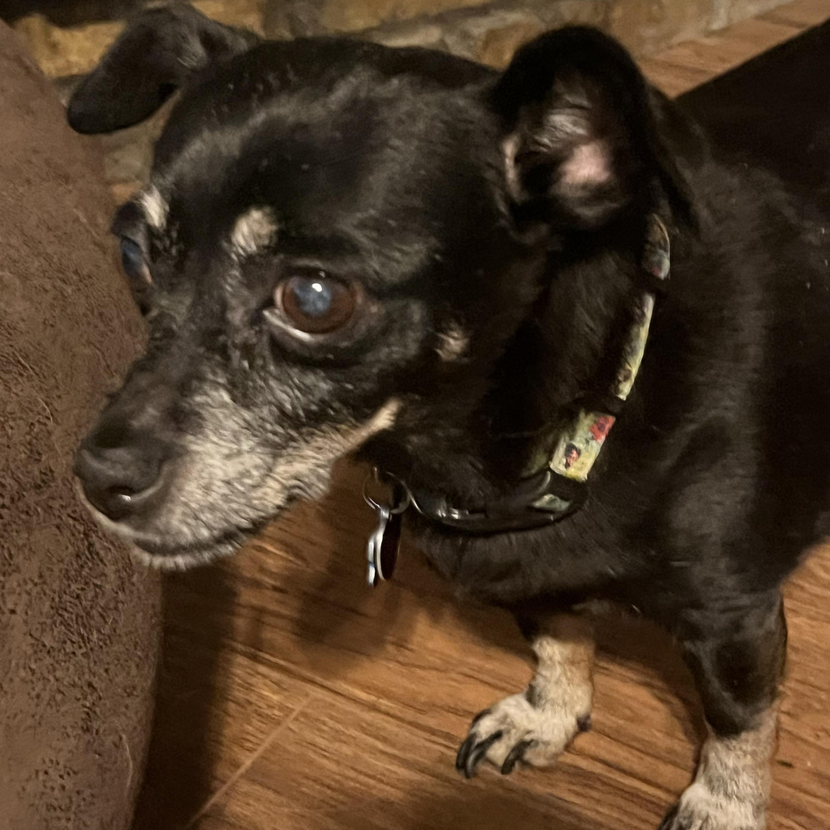 Enlarge Pumpkin and Frozen, a ADOPTABLE Chihuahua in Dallas, TX image 3/5