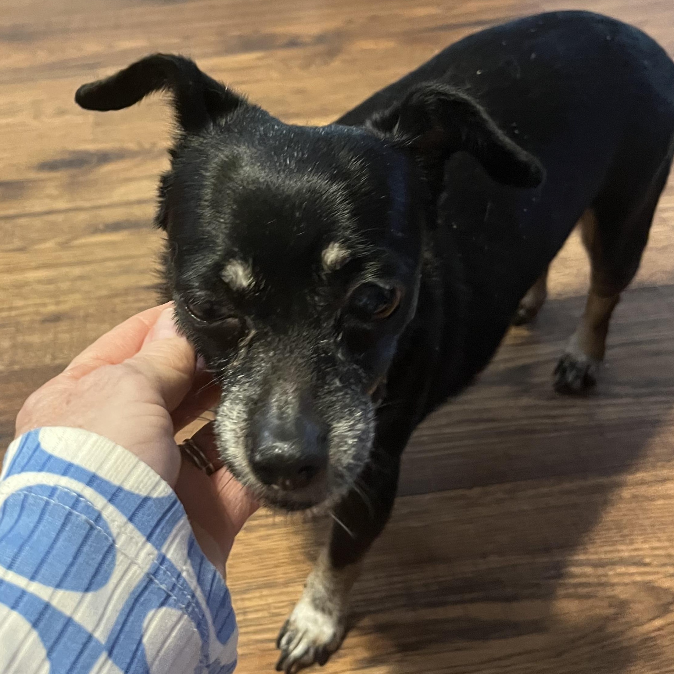 Enlarge Pumpkin and Frozen, a ADOPTABLE Chihuahua in Dallas, TX image 4/5