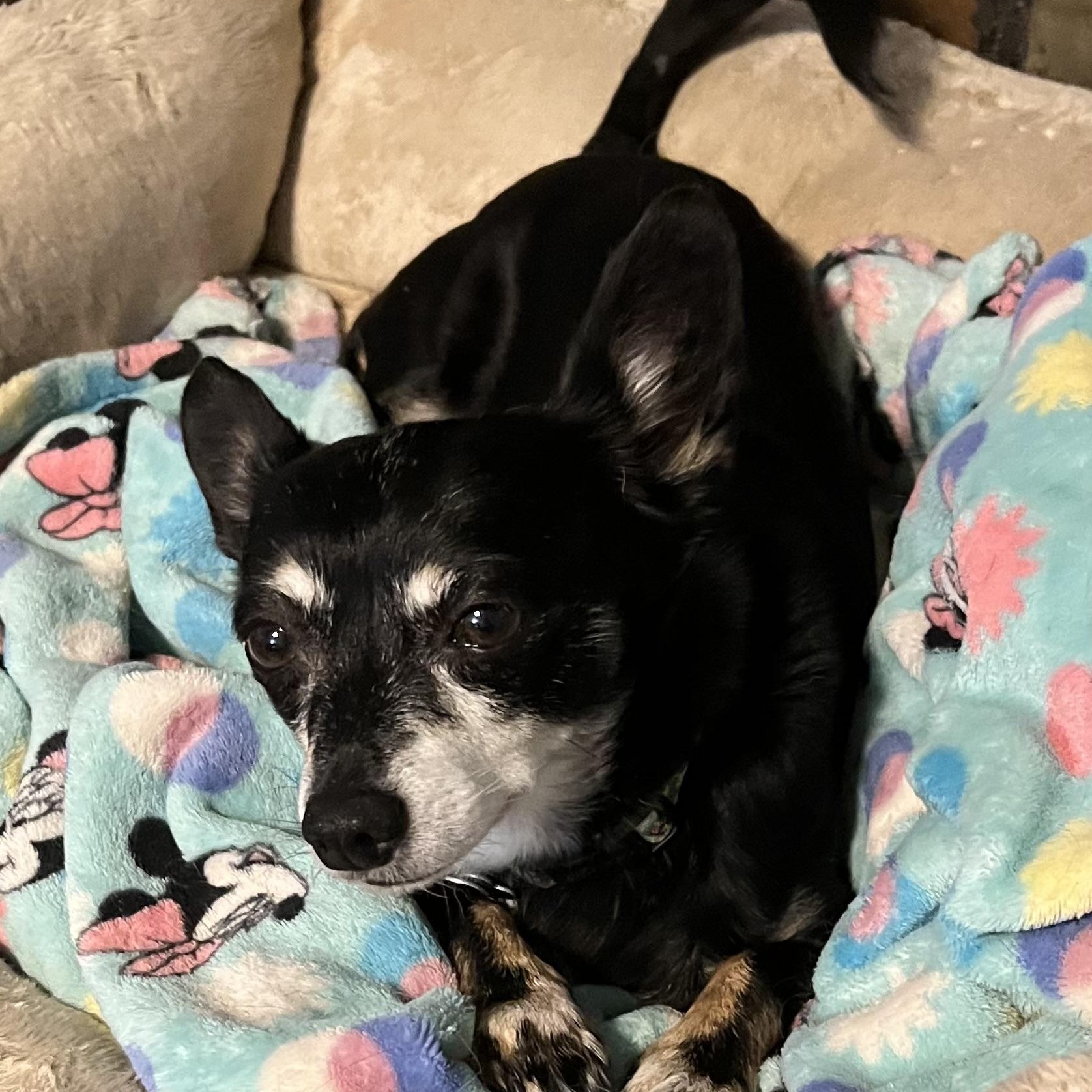 Enlarge Pumpkin and Frozen, a ADOPTABLE Chihuahua in Dallas, TX image 5/5