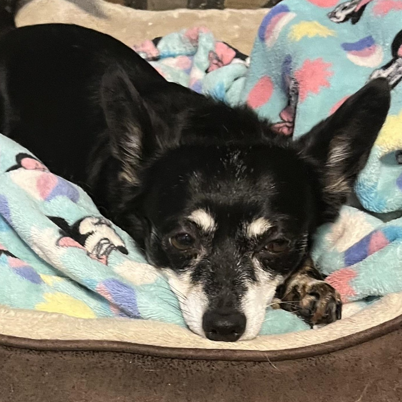 Enlarge Pumpkin and Frozen, a ADOPTABLE Chihuahua in Dallas, TX image 1/5