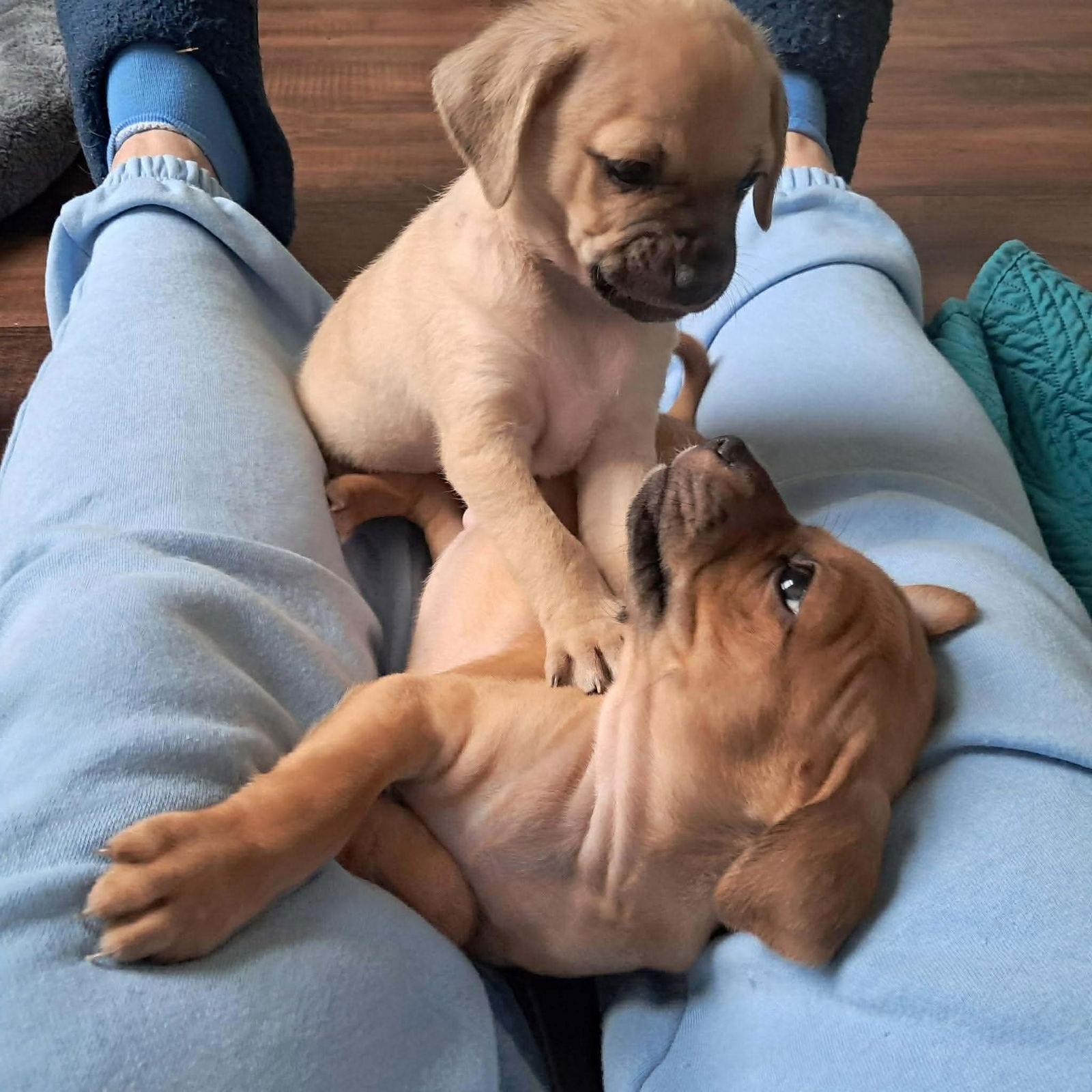 Enlarge PBJ, a Adoptable Chihuahua in Hillsborough , NC image 1/3