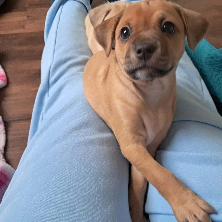 Enlarge PBJ, a Adoptable Chihuahua in Hillsborough , NC image 2/3