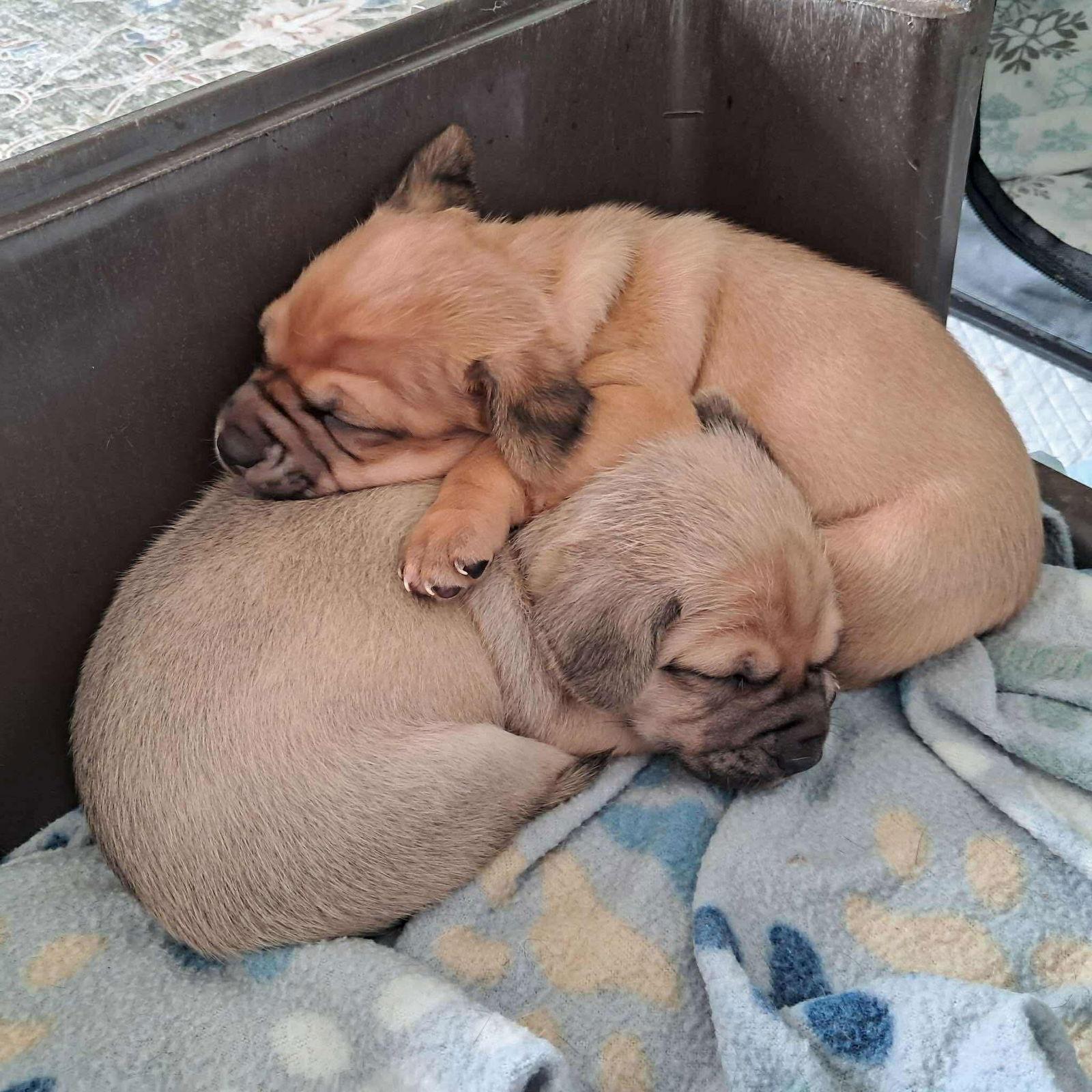 Enlarge PBJ, a Adoptable Chihuahua in Hillsborough , NC image 3/3