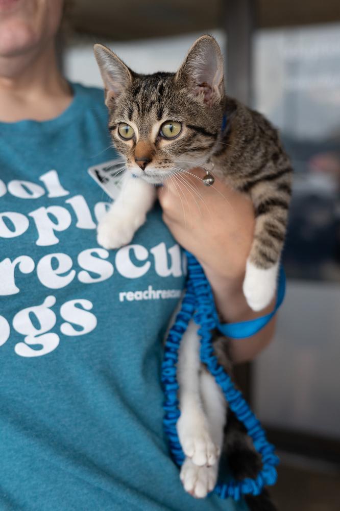 Enlarge Minnow, a Adoptable mixed breed in Mundelein, IL image 1/6