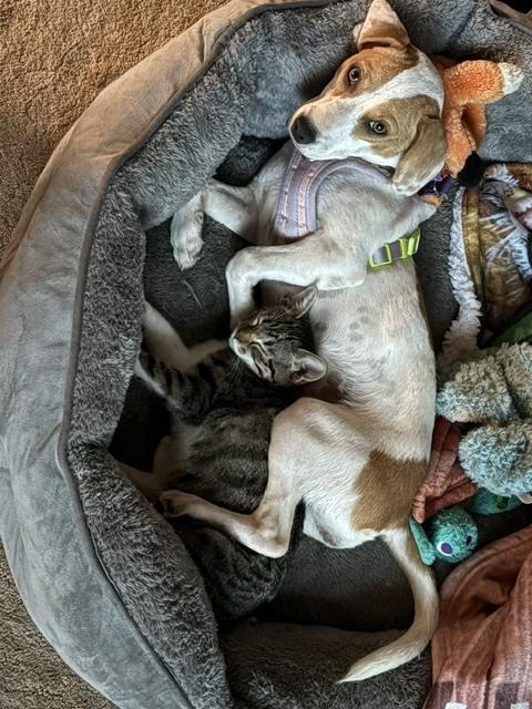 Enlarge Minnow, a Adoptable mixed breed in Mundelein, IL image 2/6