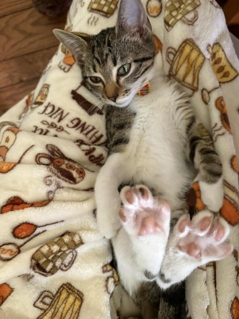 Enlarge Minnow, a Adoptable mixed breed in Mundelein, IL image 3/6