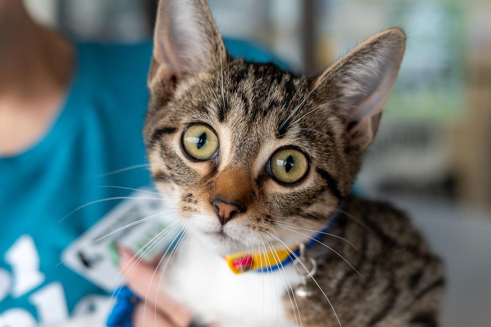 Enlarge Minnow, a Adoptable mixed breed in Mundelein, IL image 4/6