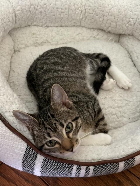 Enlarge Minnow, a Adoptable mixed breed in Mundelein, IL image 5/6