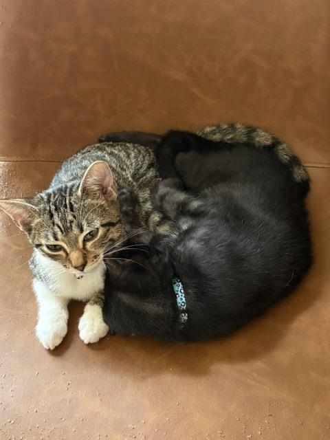 Enlarge Minnow, a Adoptable mixed breed in Mundelein, IL image 6/6
