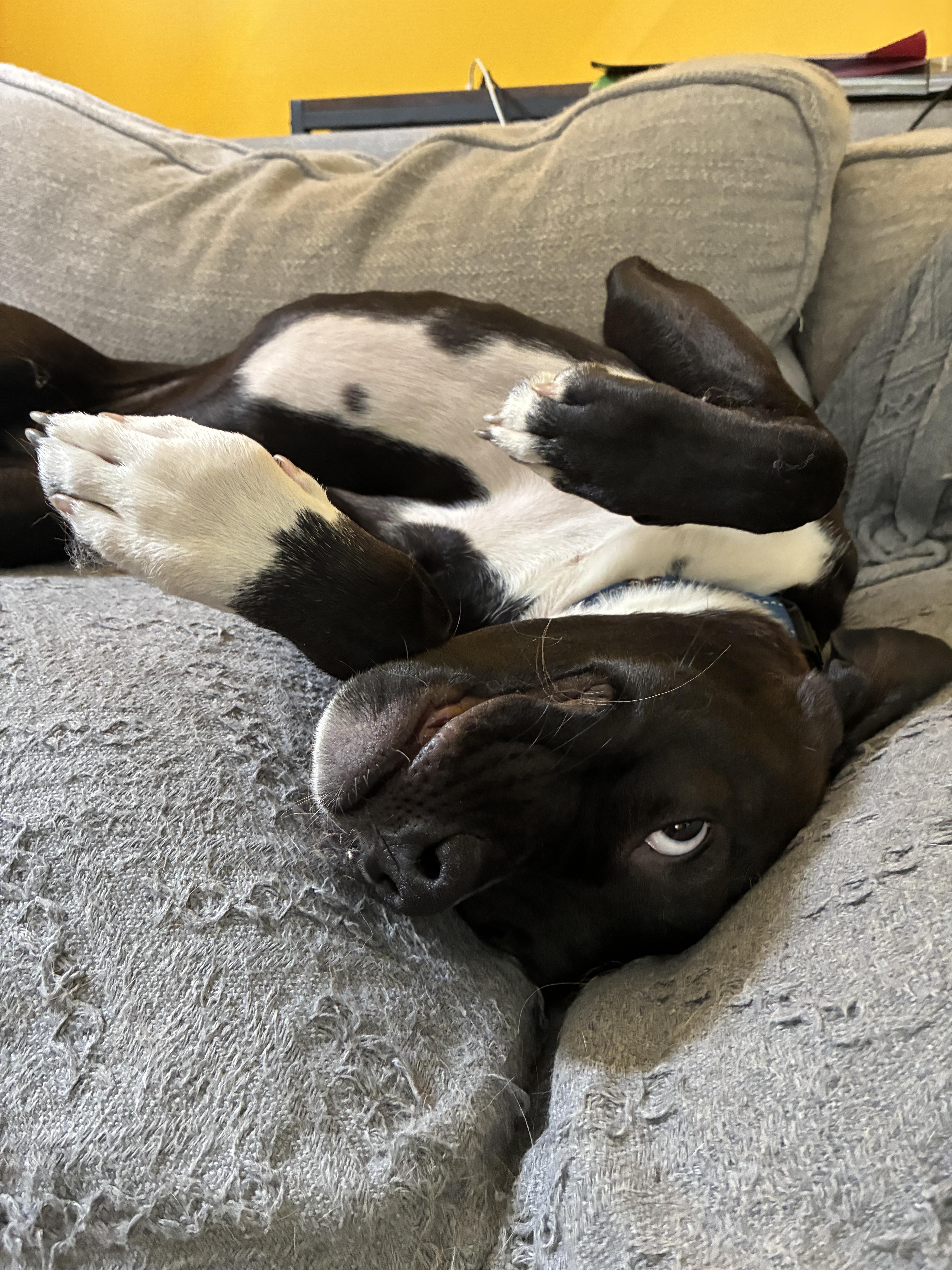 Enlarge Wobble, a Adoptable mixed breed in Chicago, IL image 2/8