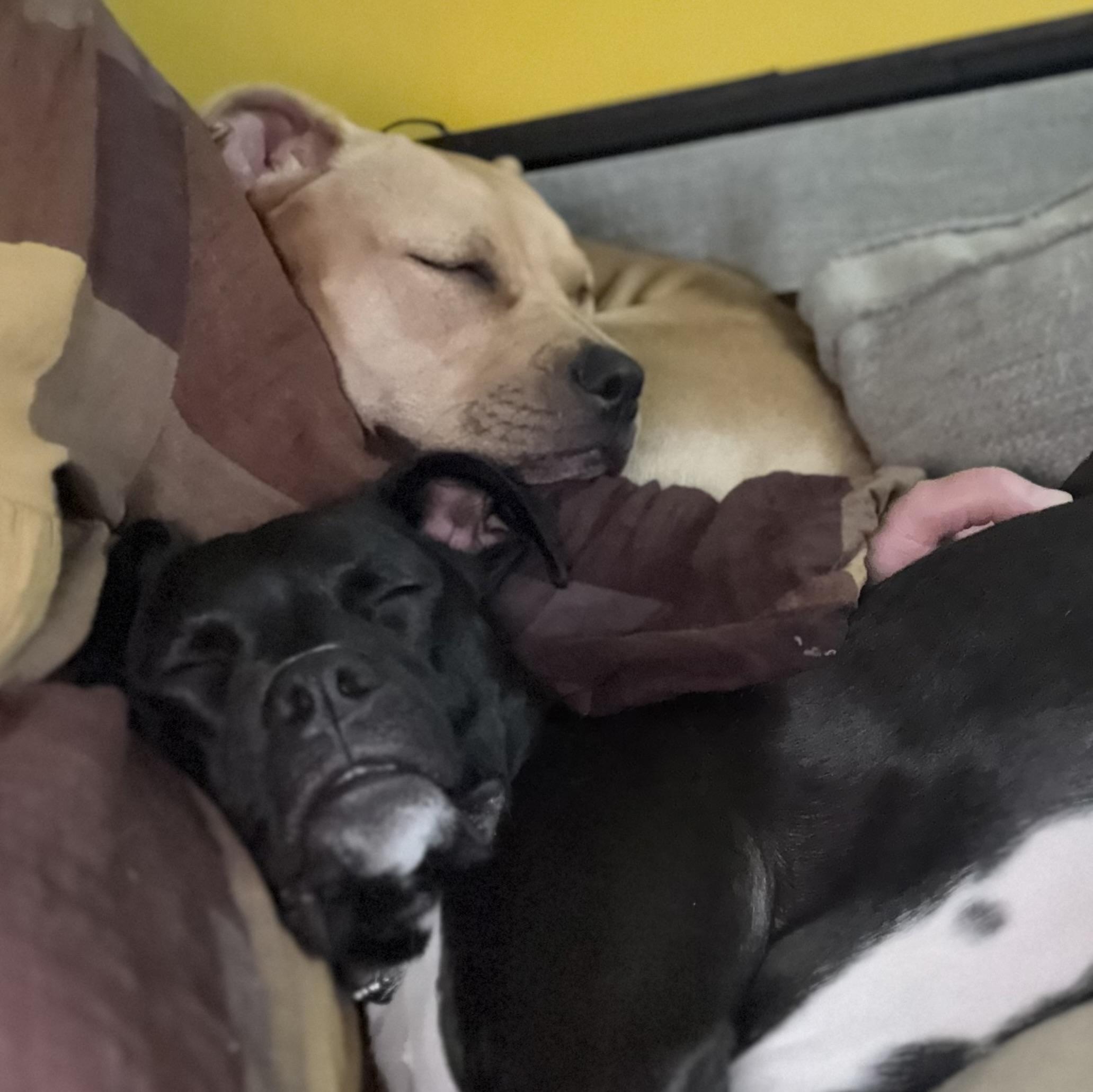 Enlarge Wobble, a Adoptable mixed breed in Chicago, IL image 3/8