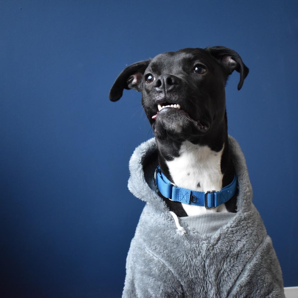 Wobble, Adoptable, Adult Male Boxer & Mixed Breed.