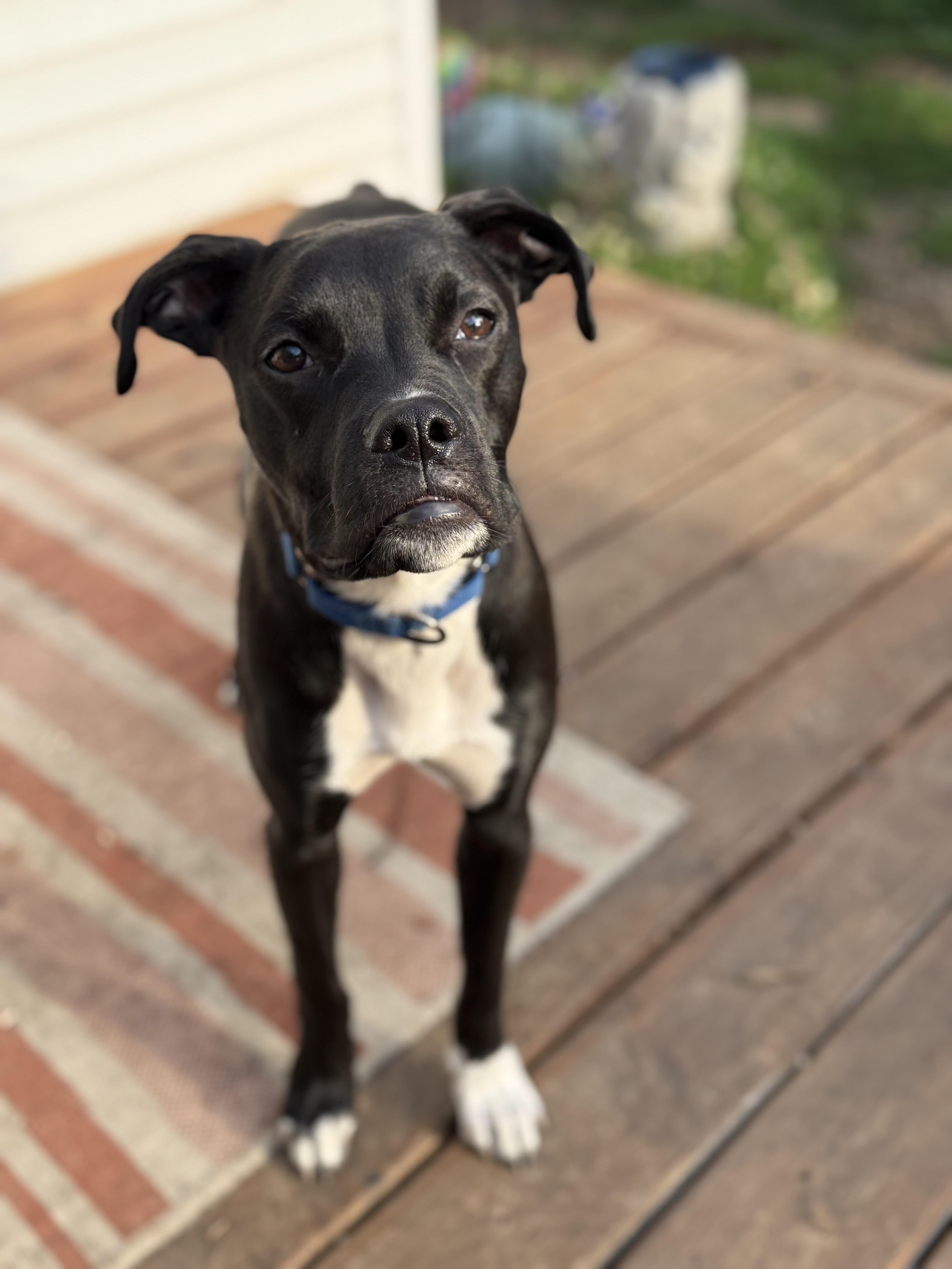 Enlarge Wobble, a Adoptable mixed breed in Chicago, IL image 4/8