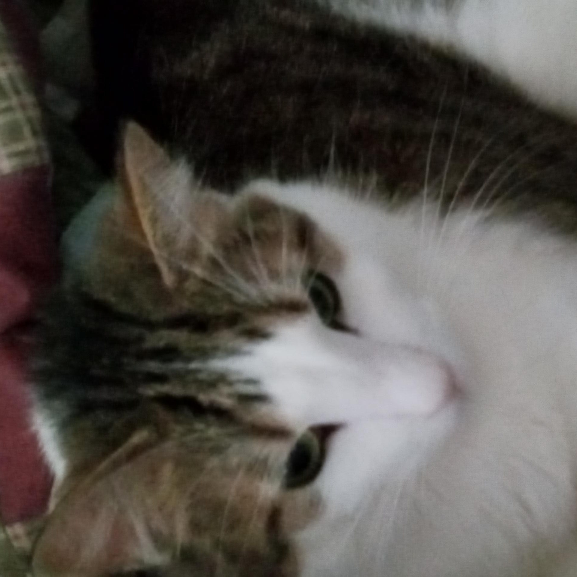 Enlarge Bruiser, a Adoptable Domestic Short Hair in Laurelville, OH image 2/5