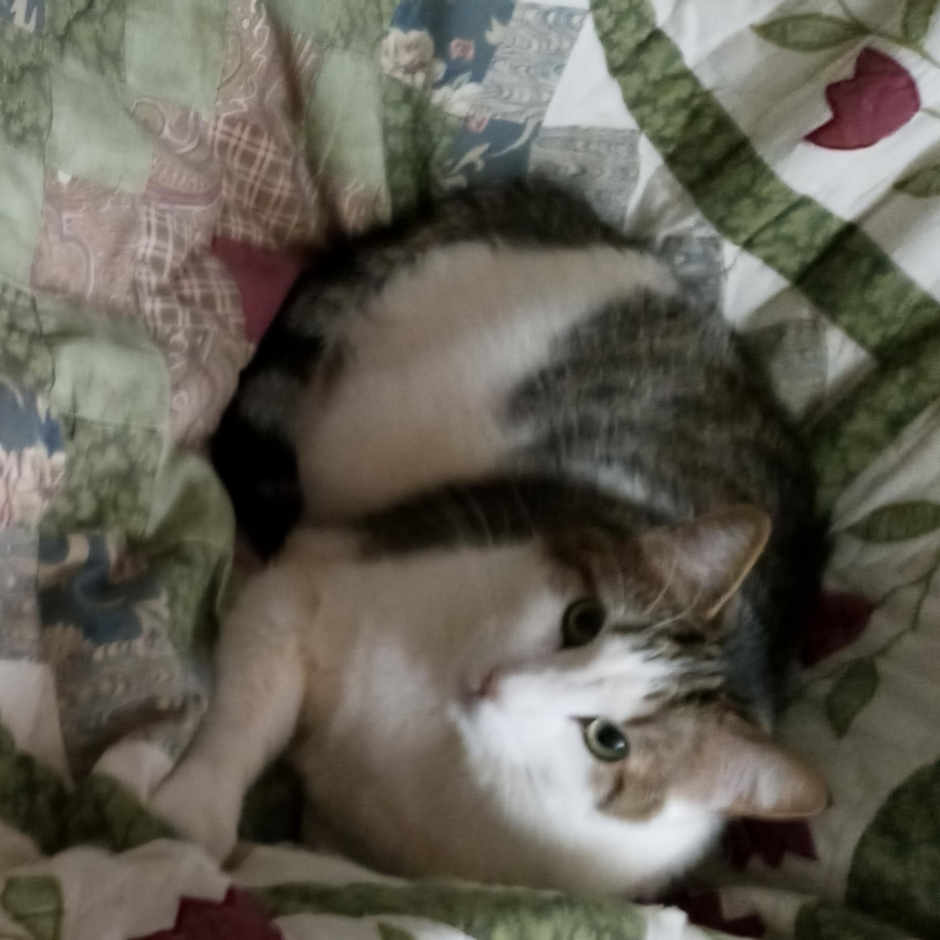 Enlarge Bruiser, a Adoptable Domestic Short Hair in Laurelville, OH image 1/5