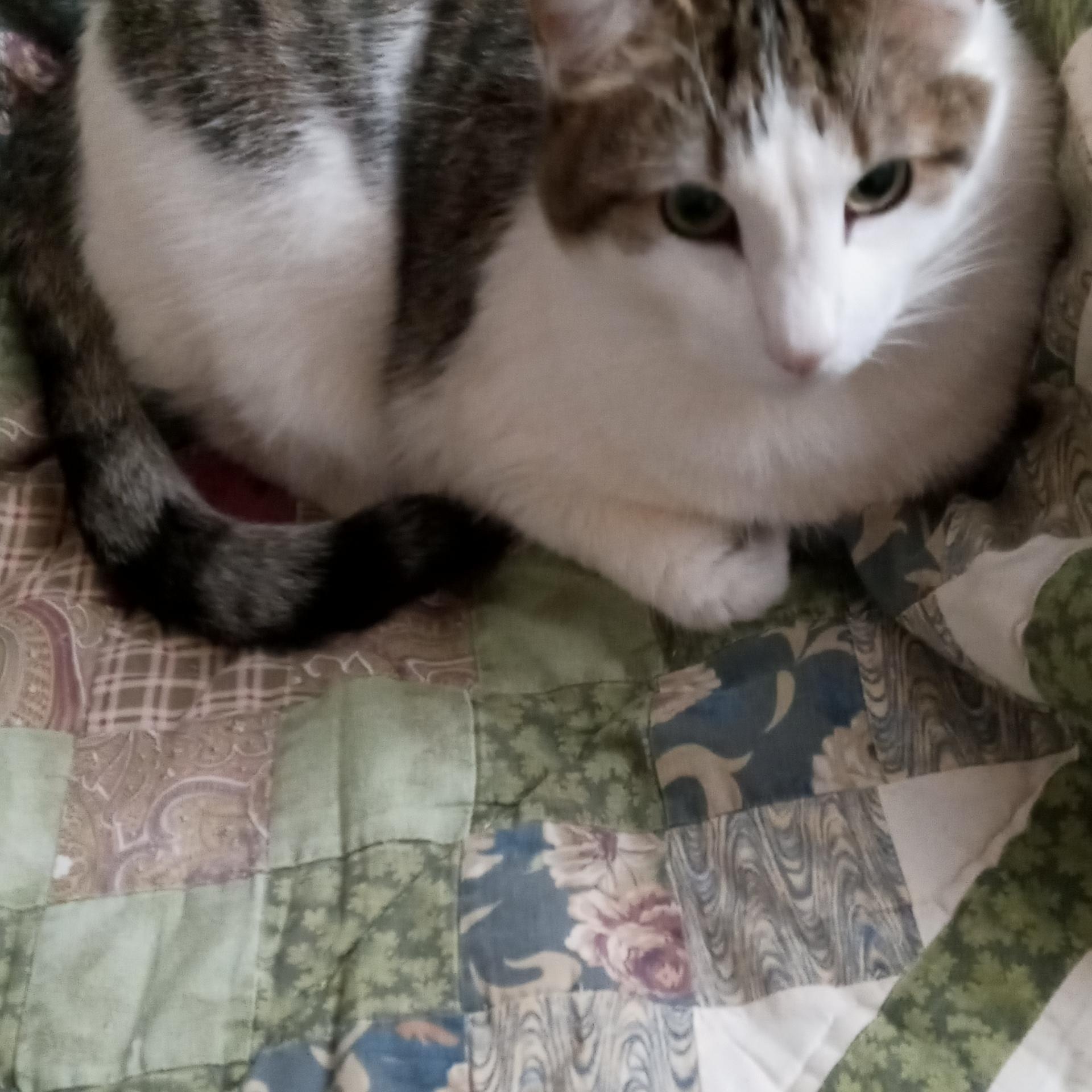 Enlarge Bruiser, a Adoptable Domestic Short Hair in Laurelville, OH image 3/5