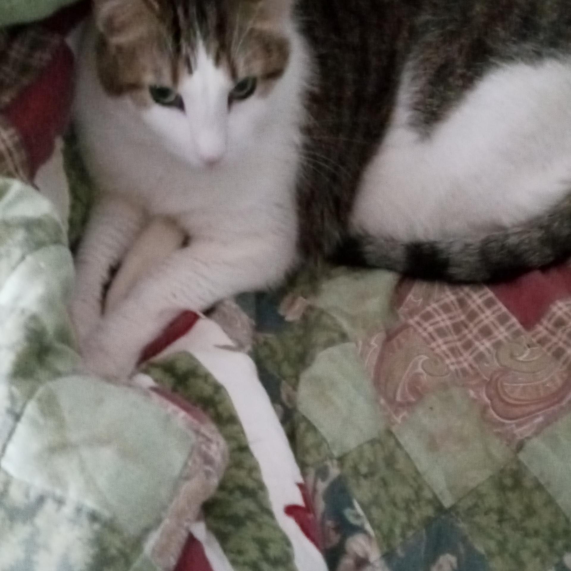 Enlarge Bruiser, a Adoptable Domestic Short Hair in Laurelville, OH image 4/5