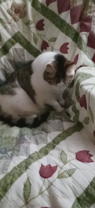 Enlarge Bruiser, a Adoptable Domestic Short Hair in Laurelville, OH video 5/5