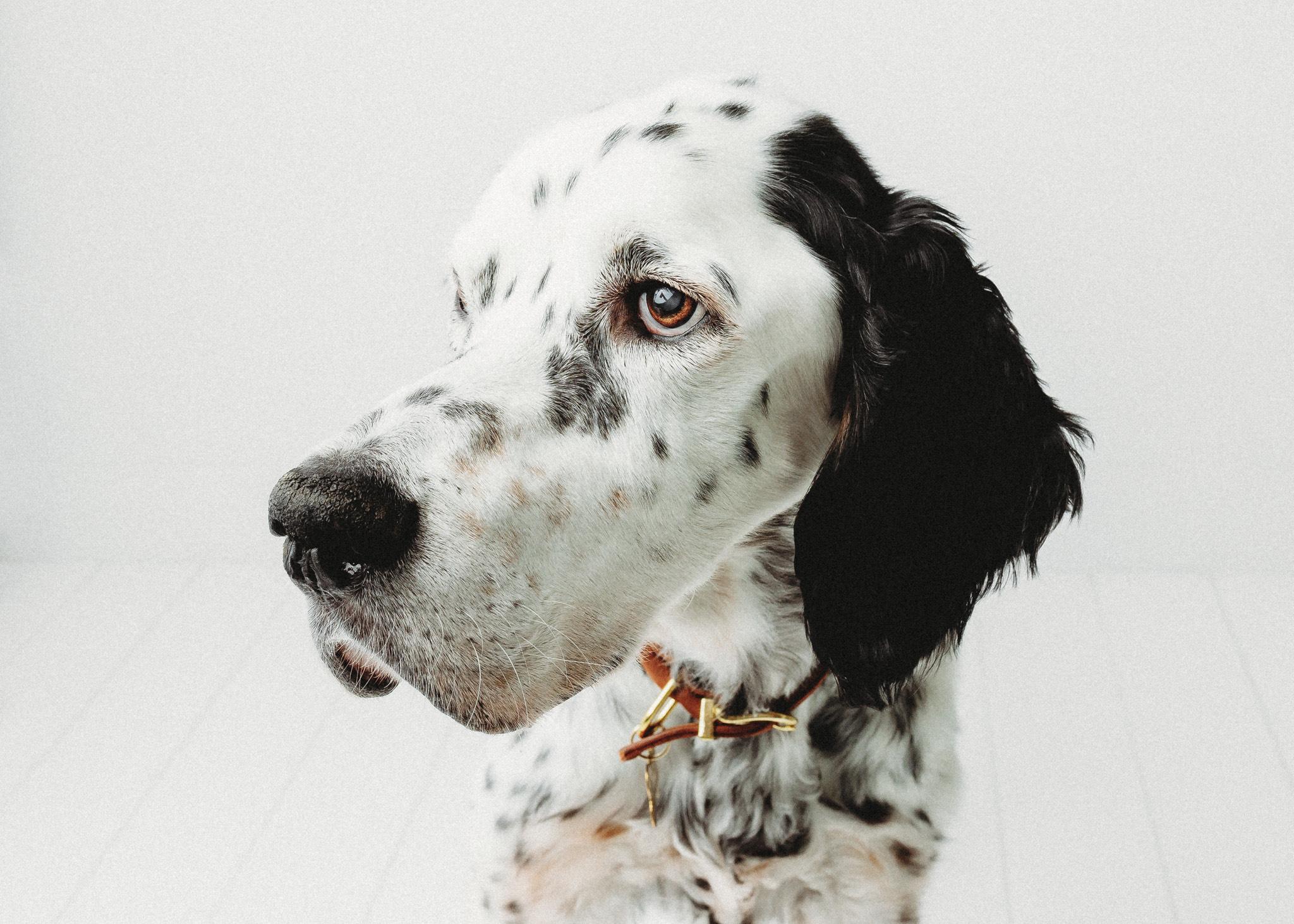 Gus, ADOPTABLE, Senior Male English Setter.