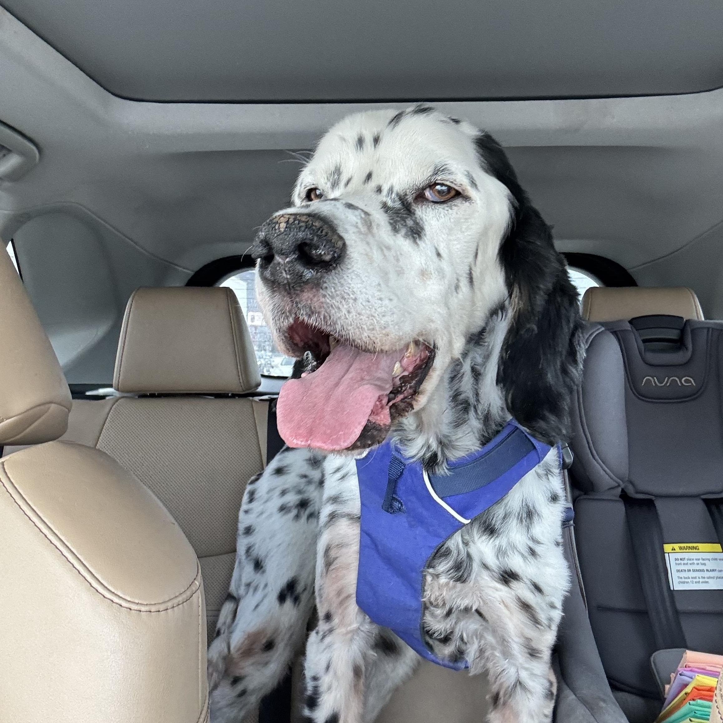 Enlarge Gus, a ADOPTABLE English Setter in Las Vegas, NV image 5/6