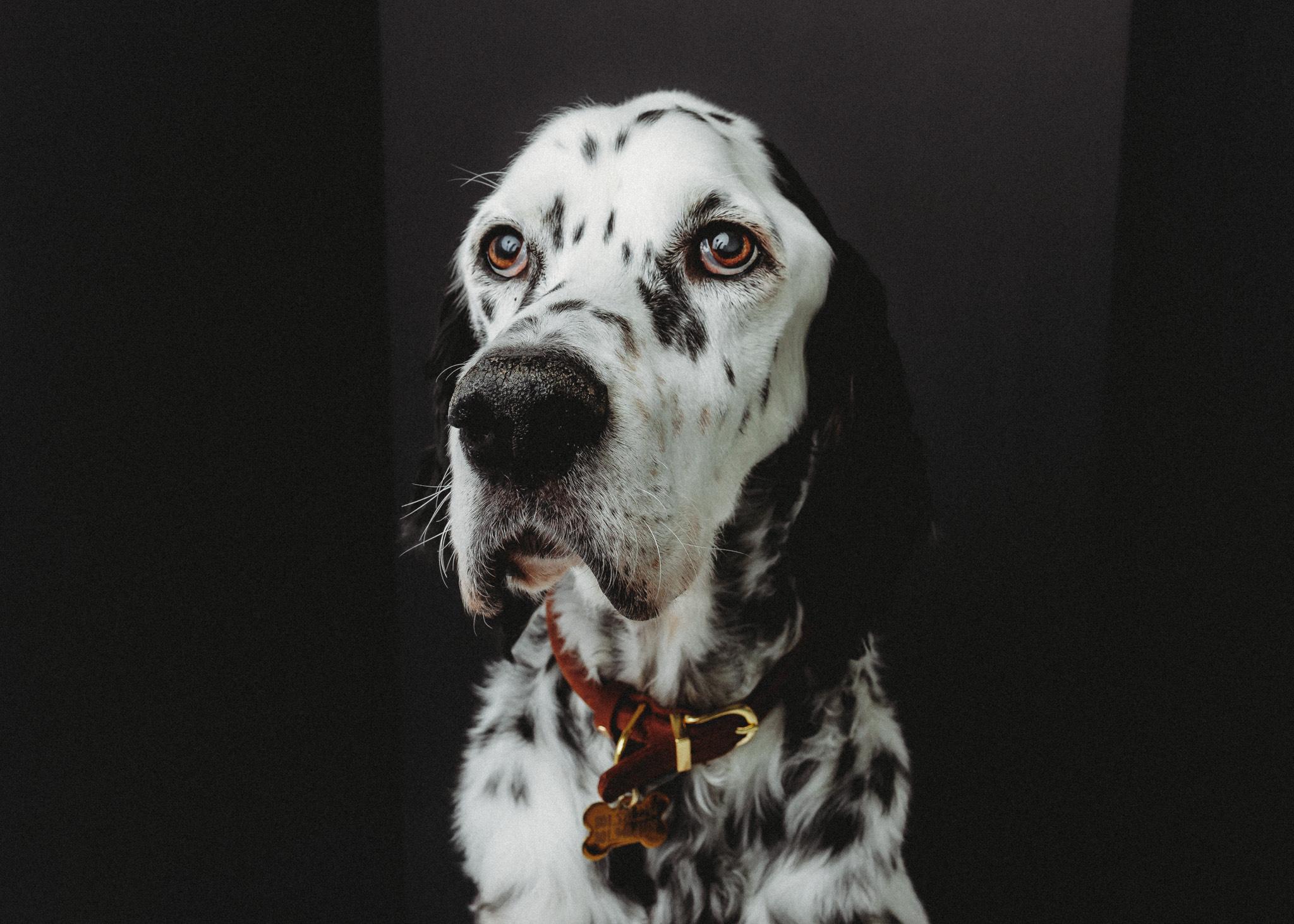 Enlarge Gus, a ADOPTABLE English Setter in Las Vegas, NV image 3/6