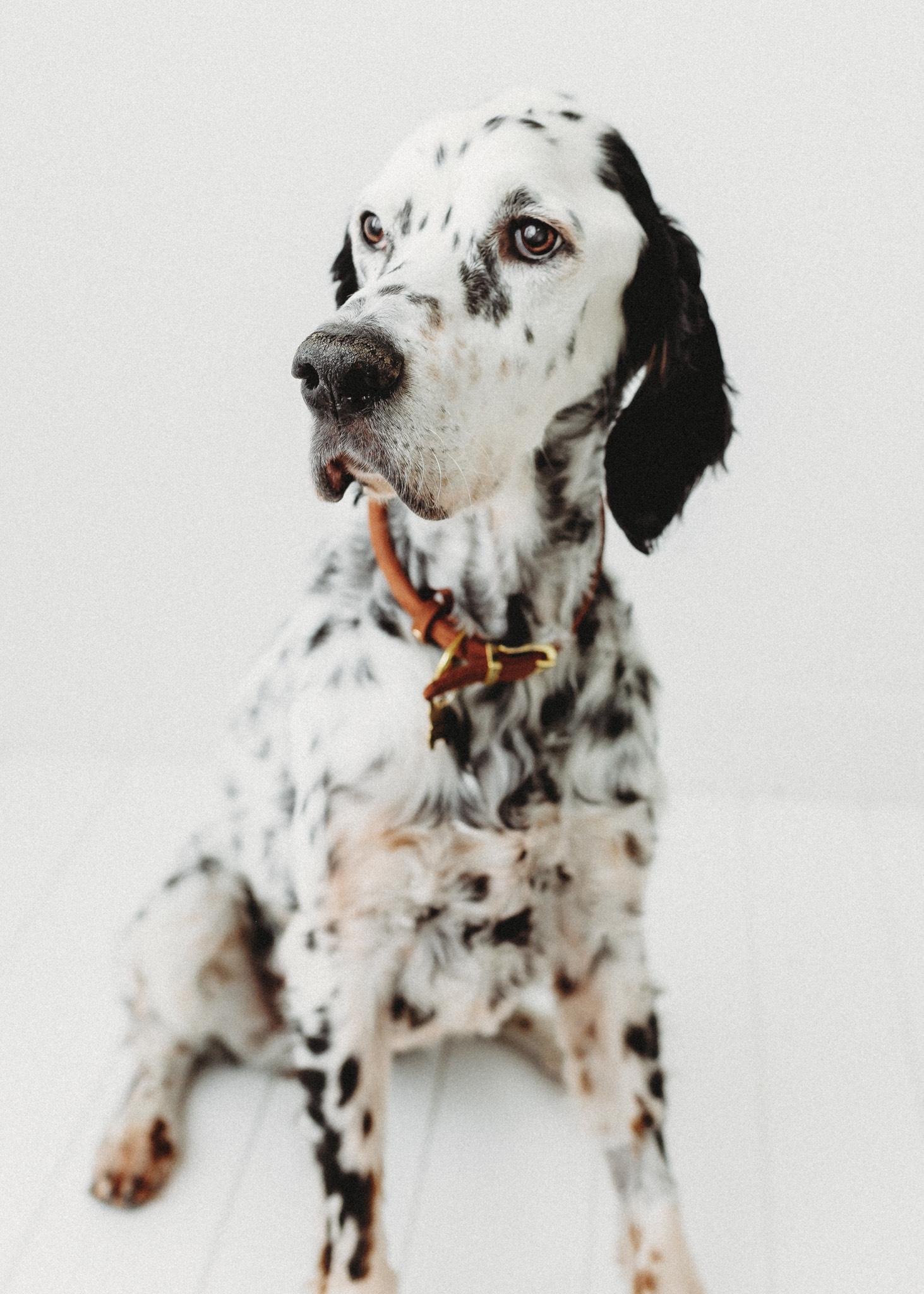 Enlarge Gus, a ADOPTABLE English Setter in Las Vegas, NV image 4/6