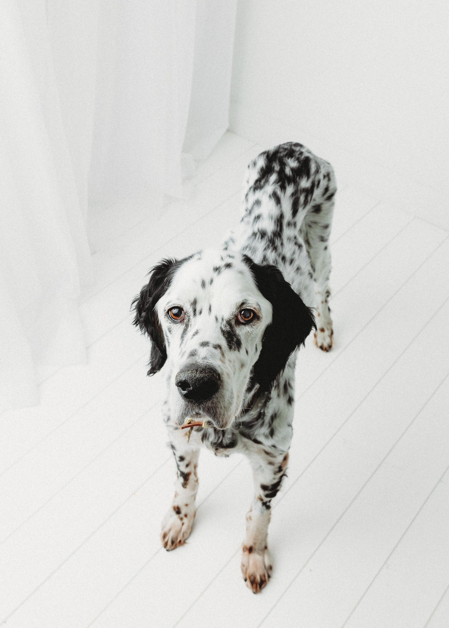 Enlarge Gus, a ADOPTABLE English Setter in Las Vegas, NV image 2/6