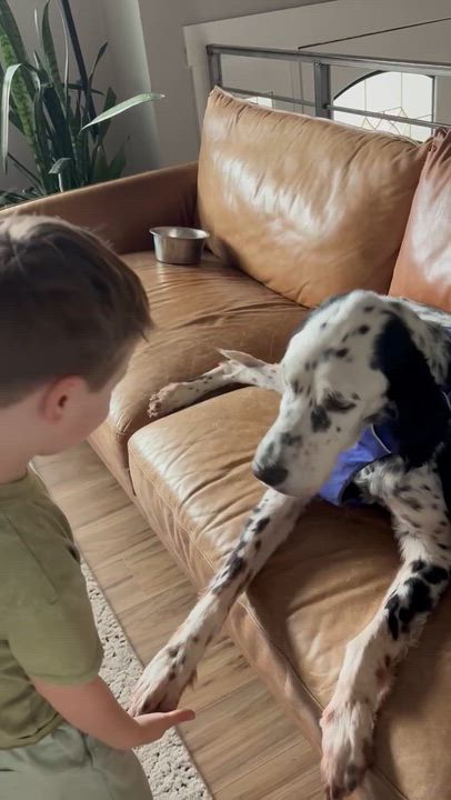 Enlarge Gus, a ADOPTABLE English Setter in Las Vegas, NV video 6/6