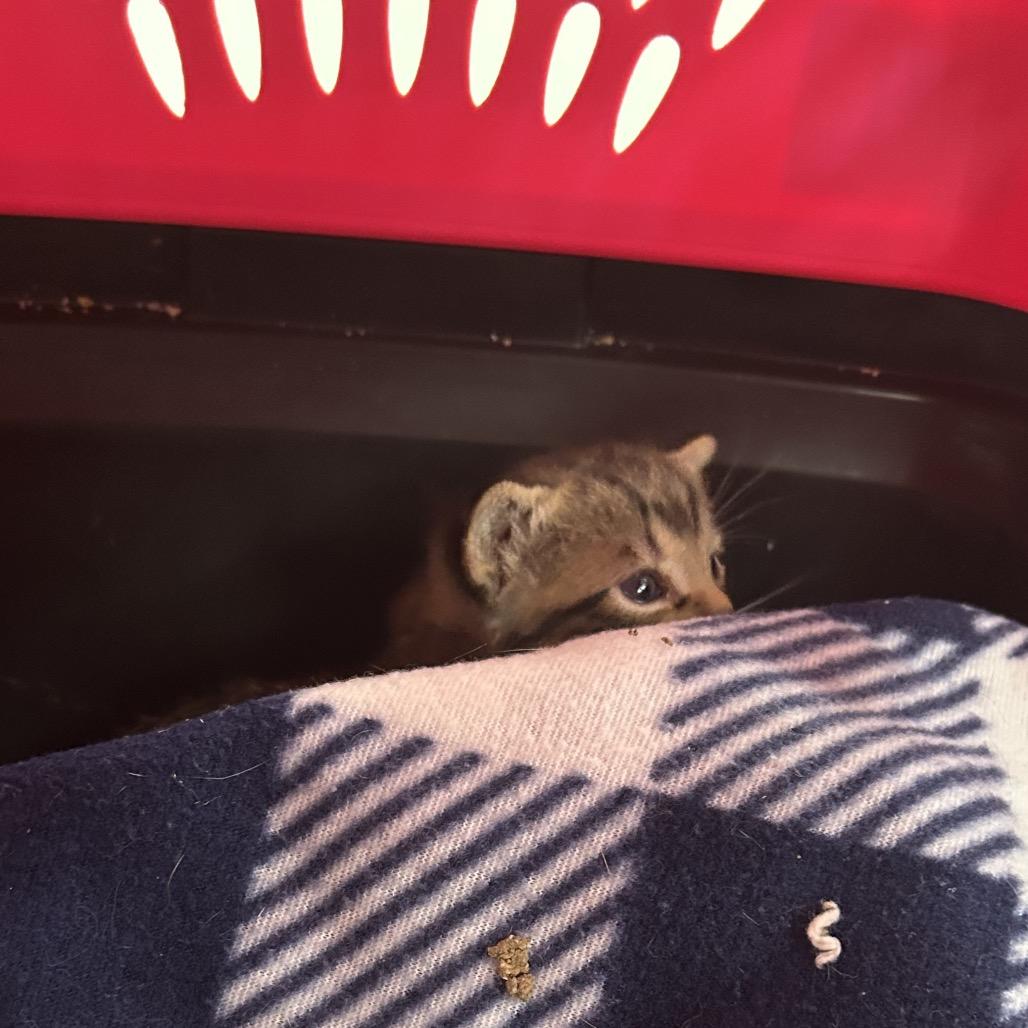 Desi, Adoptable, Kitten Male Domestic Short Hair.