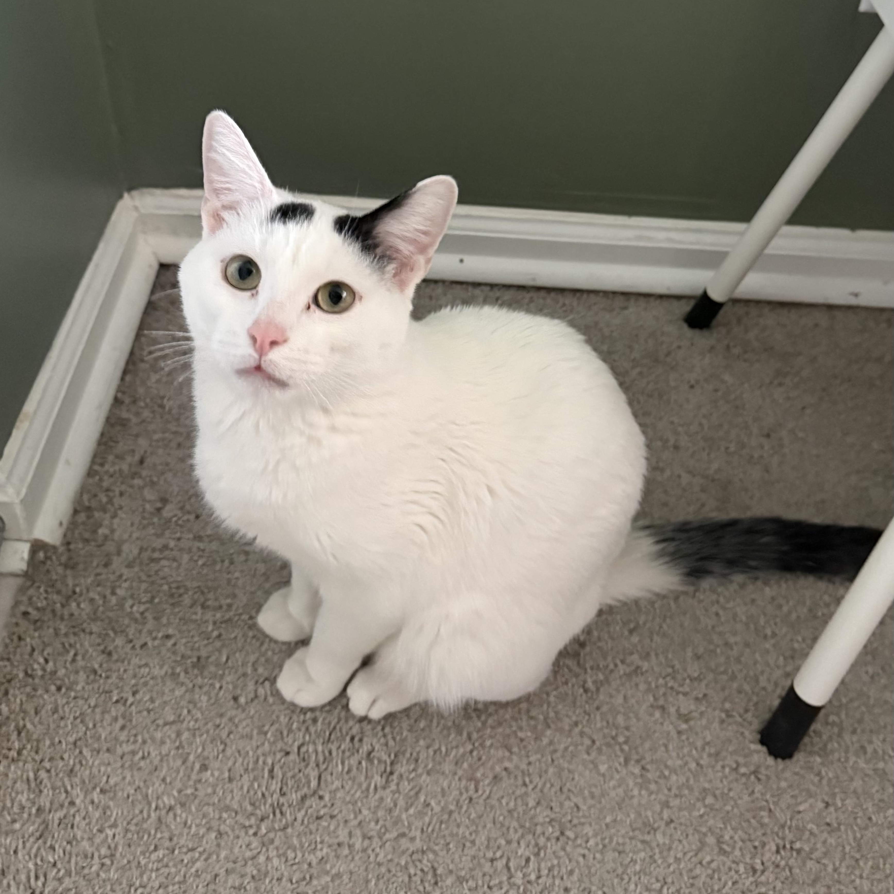 White Line, Adoptable, Young Male Domestic Short Hair.