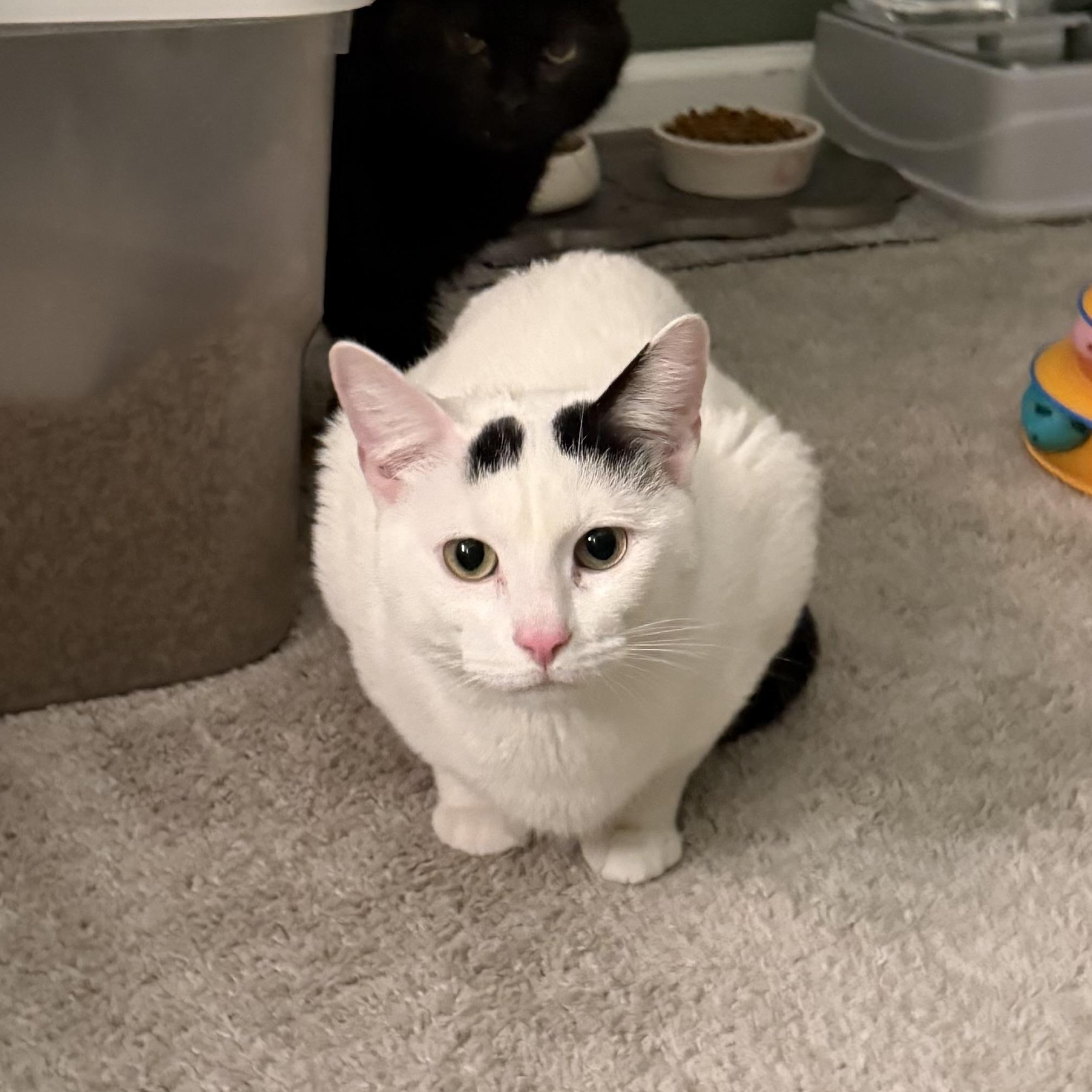 Enlarge White Line, a Adoptable Domestic Short Hair in Richmond, VA image 2/2