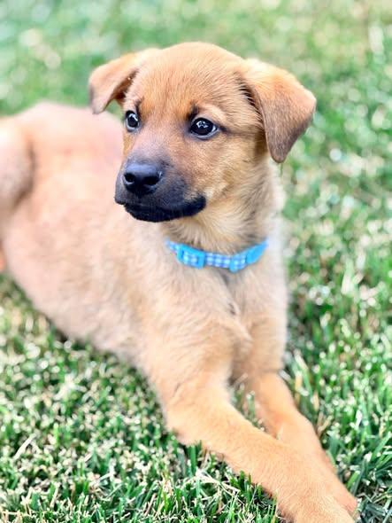 Robin Masters, a ADOPTABLE Mixed Breed in Winchester, KY image 2/5