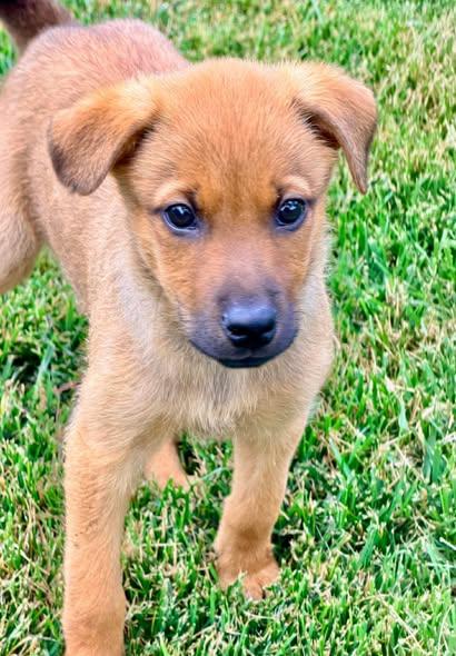 Robin Masters, a ADOPTABLE Mixed Breed in Winchester, KY image 5/5