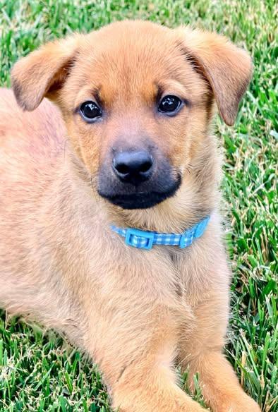 Robin Masters, ADOPTABLE, Puppy Male Mixed Breed.