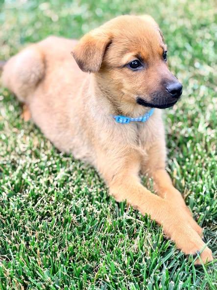Robin Masters, a ADOPTABLE Mixed Breed in Winchester, KY image 4/5