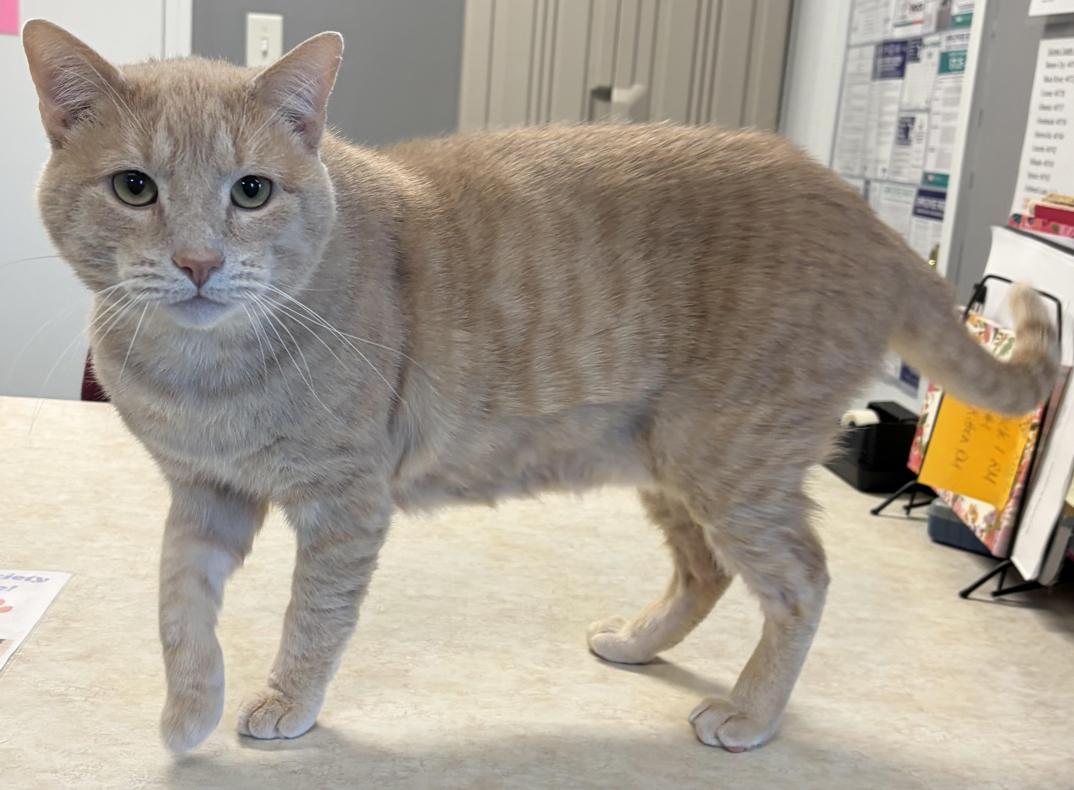 Enlarge Freddie, a Adoptable Domestic Short Hair in Lincoln, MI image 1/1