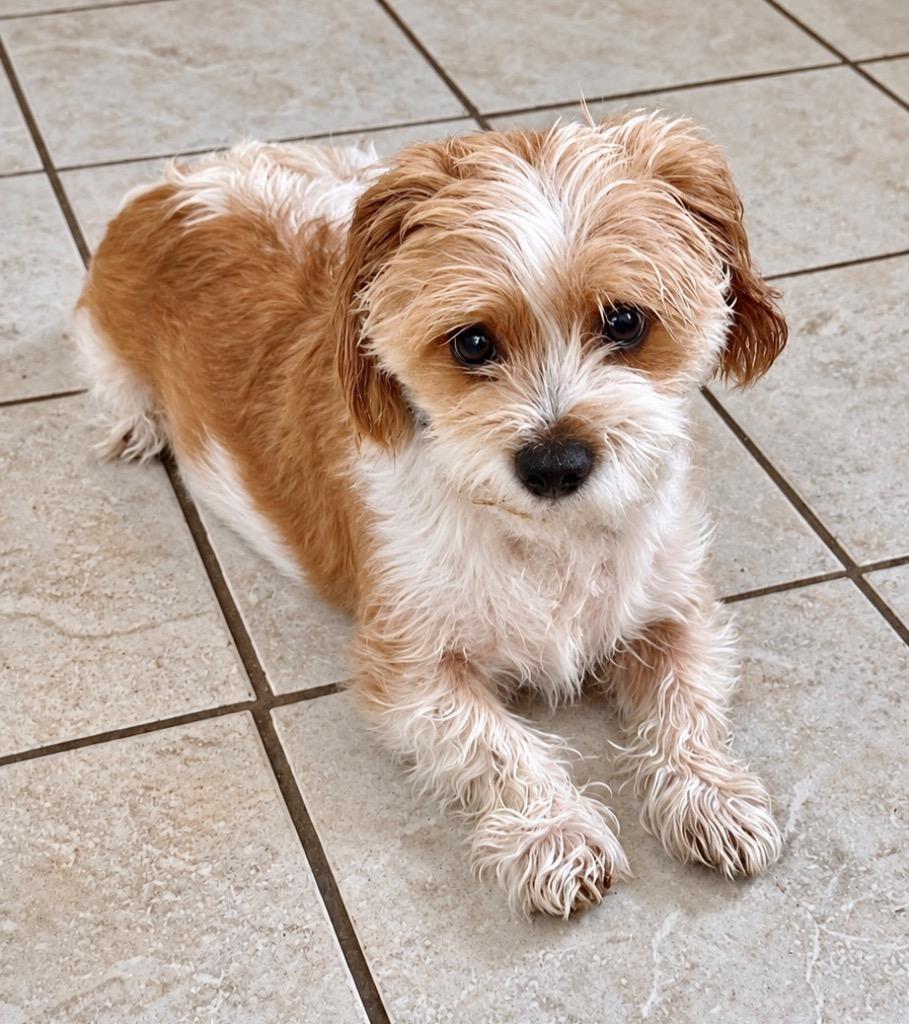 Jonesy, Adoptable, Senior Male Cavalier King Charles Spaniel & Spaniel.