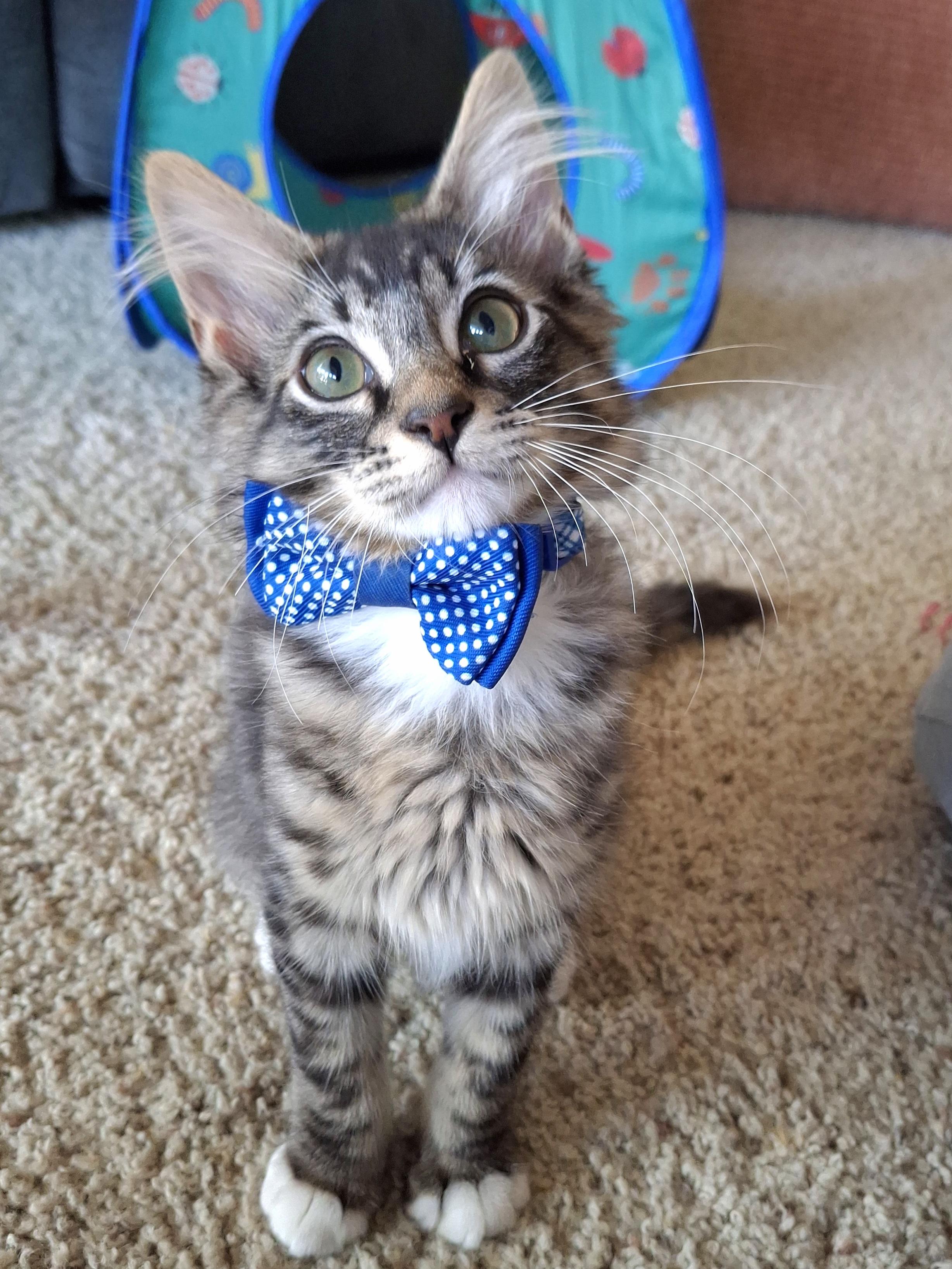 :::Dawson & Atlas:::, adopted, Kitten Male Maine Coon & Domestic Short Hair.