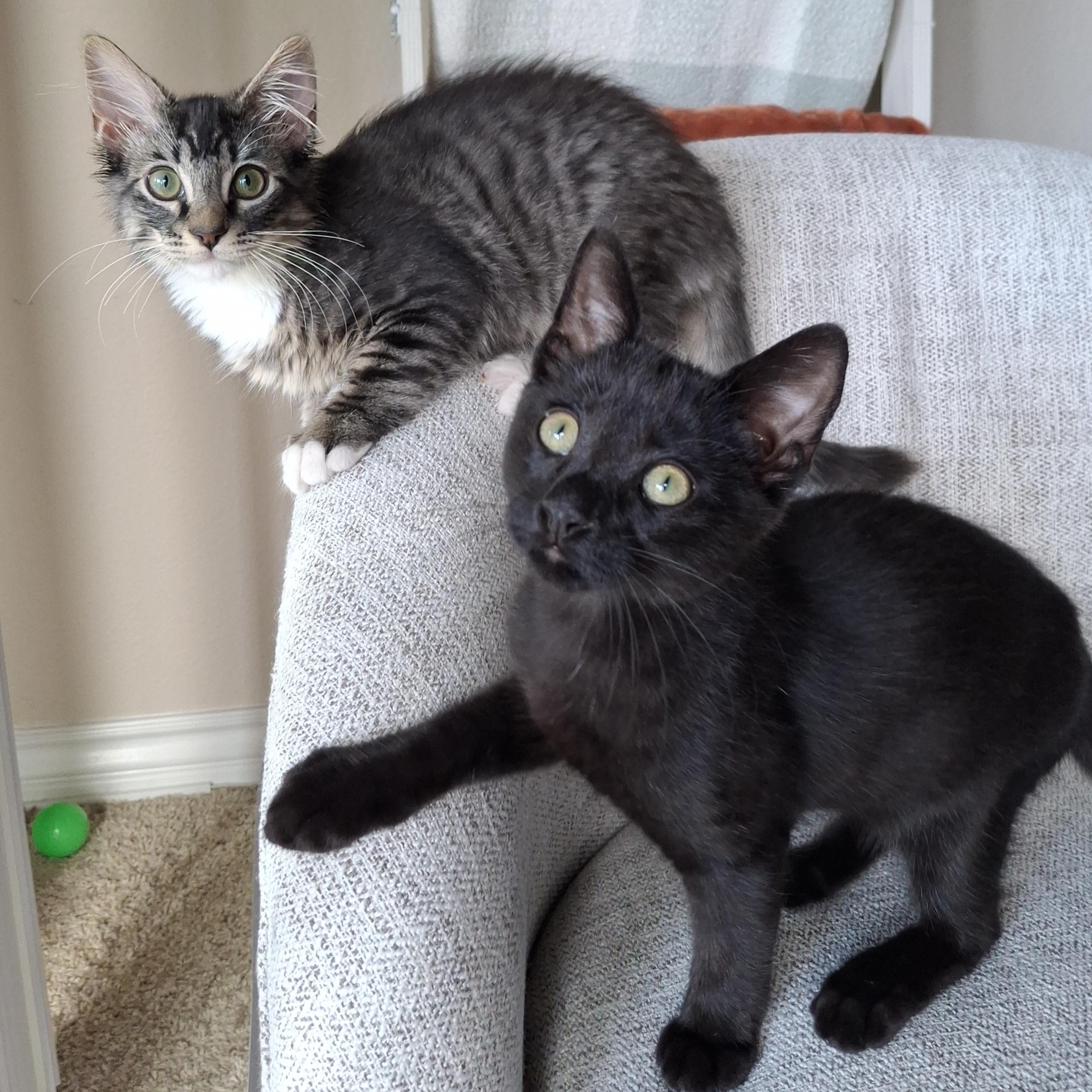 Enlarge :::Dawson & Atlas:::, an adopted mixed breed in Yorba Linda, CA image 4/6