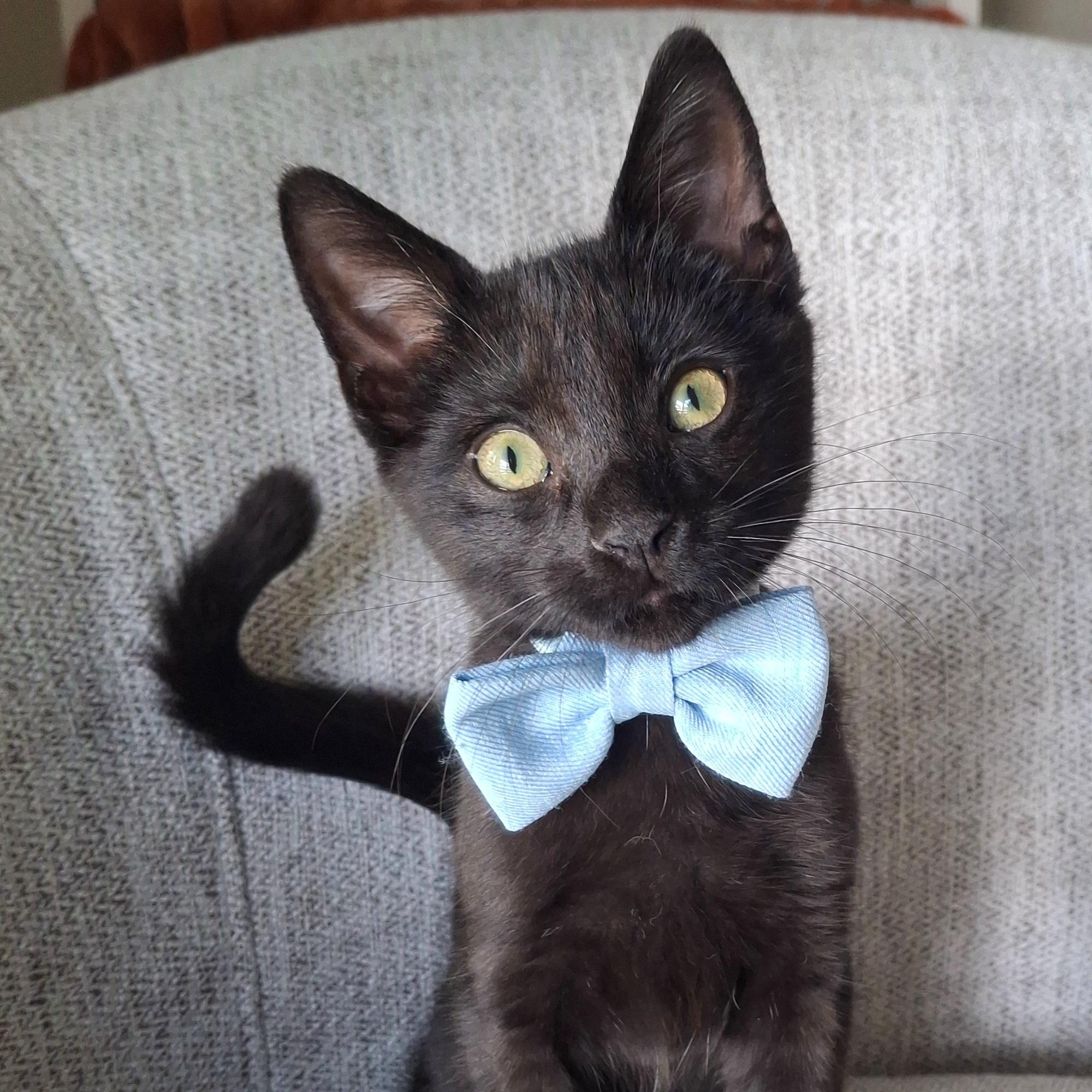 Enlarge :::Dawson & Atlas:::, an adopted mixed breed in Yorba Linda, CA image 2/6