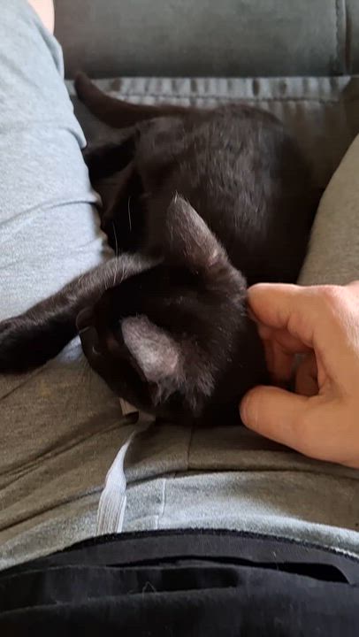 Enlarge :::Dawson & Atlas:::, an adopted mixed breed in Yorba Linda, CA video 6/6