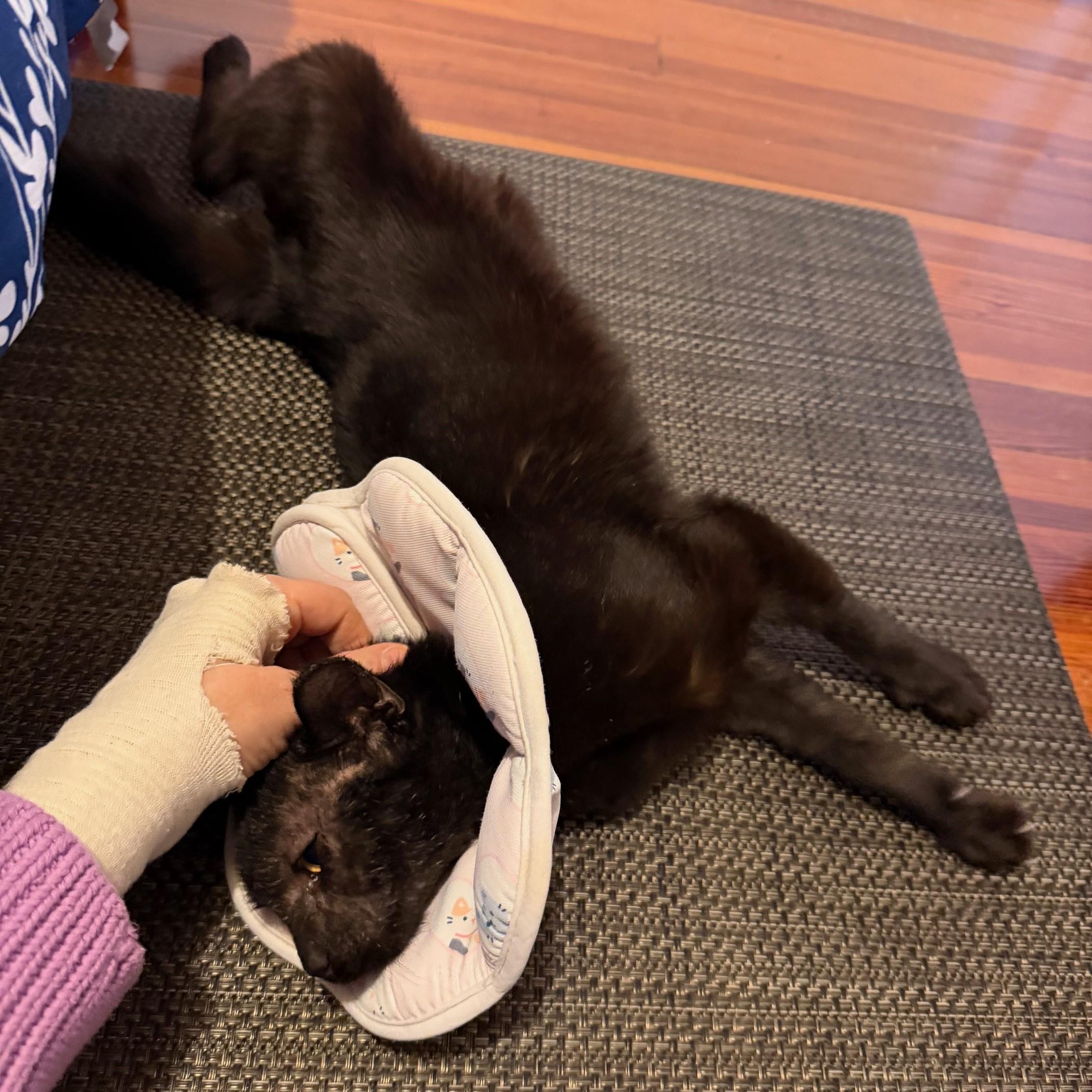 Enlarge Fabio, a ADOPTABLE Domestic Short Hair in Phoenixville, PA image 3/5