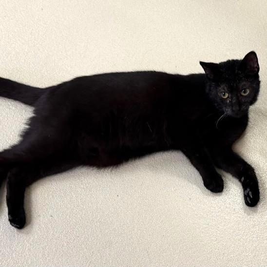 Fabio, ADOPTABLE, Adult Male Domestic Short Hair.