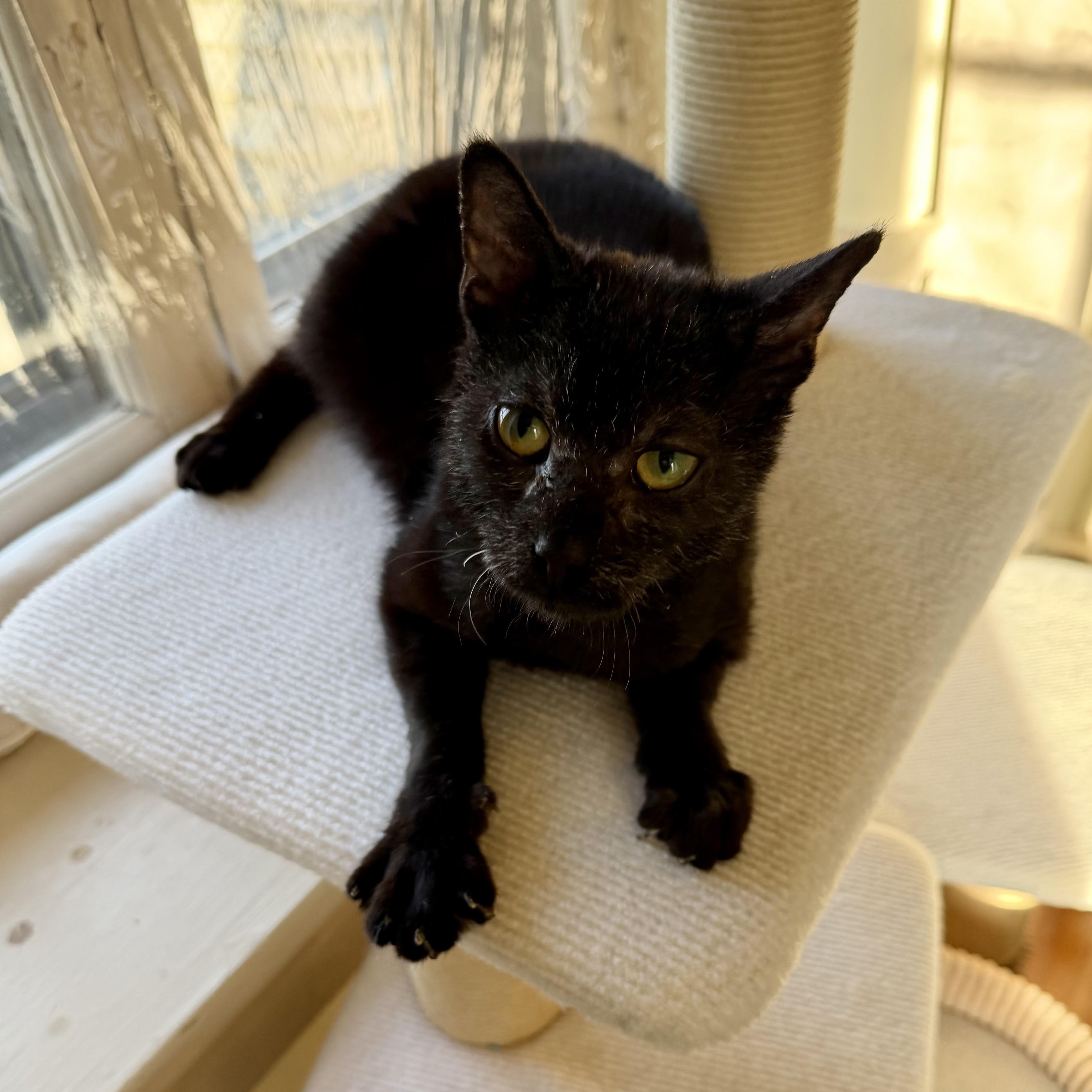 Fabio, ADOPTABLE, Adult Male Domestic Short Hair.