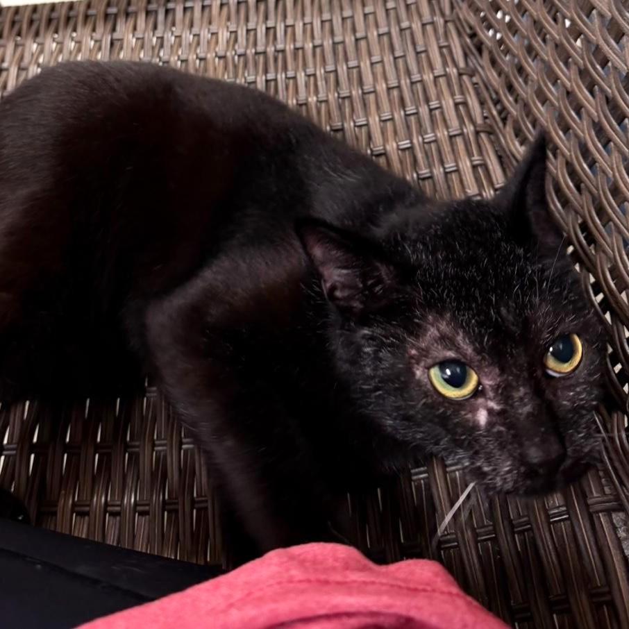 Enlarge Fabio, a ADOPTABLE Domestic Short Hair in Phoenixville, PA image 3/5