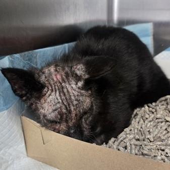 Enlarge Fabio, a ADOPTABLE Domestic Short Hair in Phoenixville, PA image 5/5