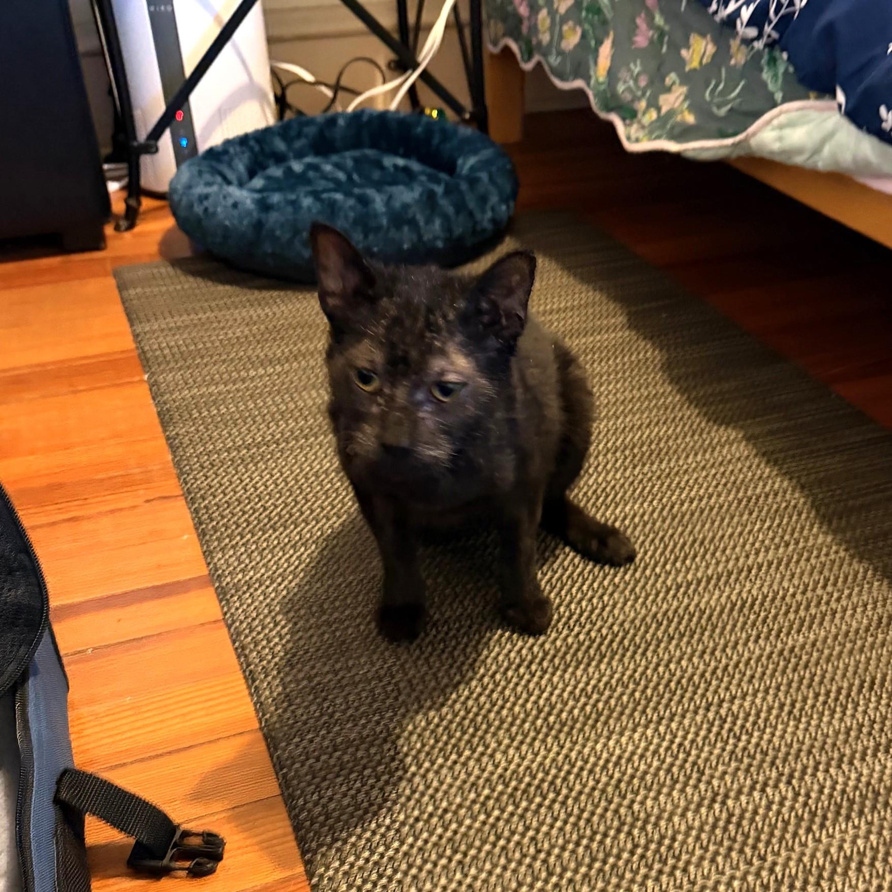 Enlarge Fabio, a ADOPTABLE Domestic Short Hair in Phoenixville, PA image 2/5